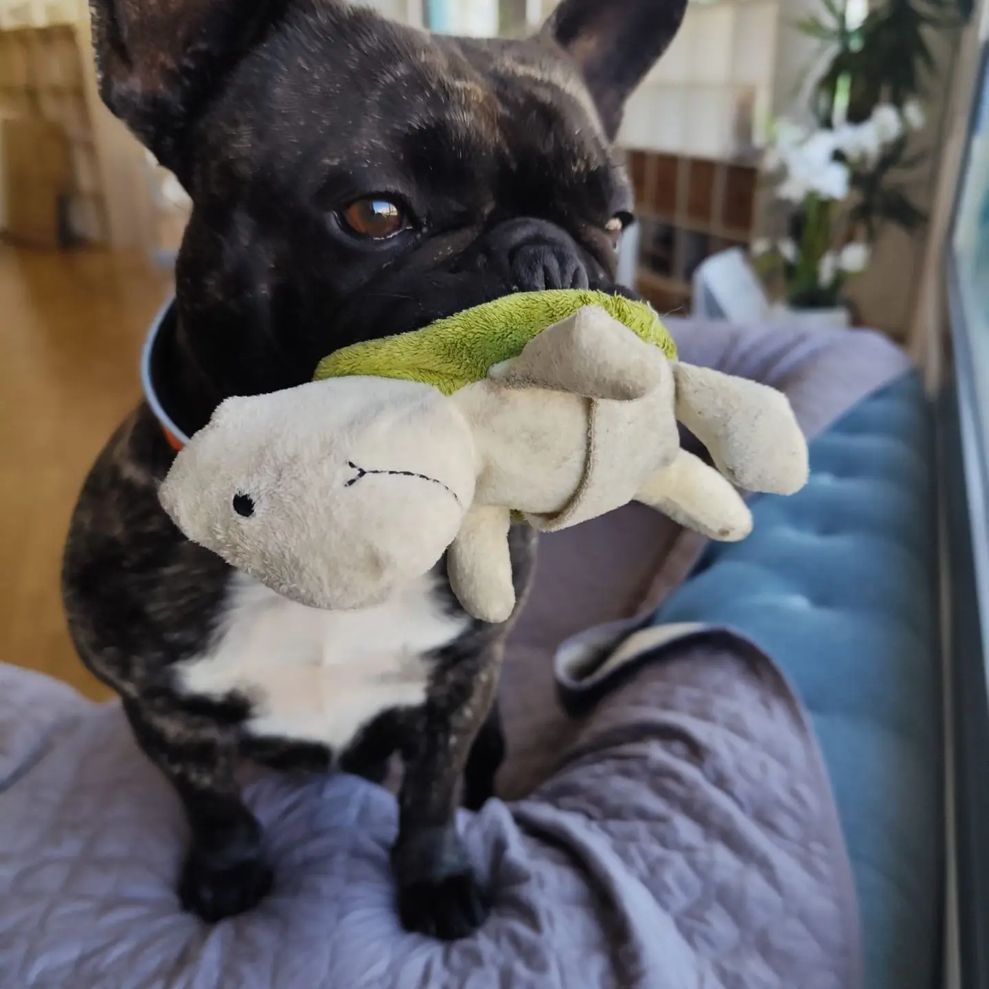 Paco the Frenchie